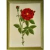 Cross Stitch Guild Red Rose On Aida -SEWINGSTREET Sales nvyw87
